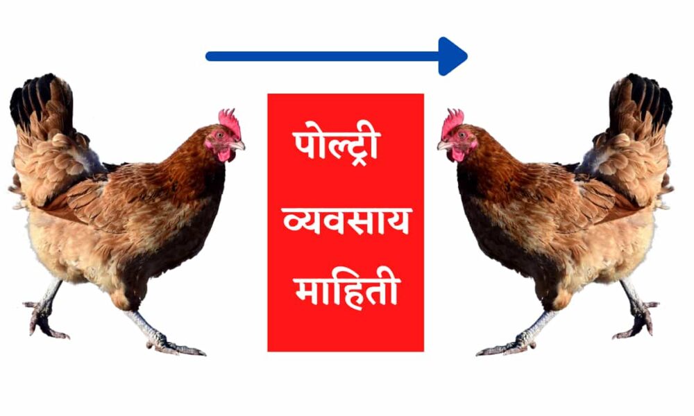 पोल्ट्री व्यवसाय माहिती Poultry Business Information in Marathi