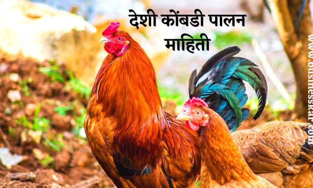 Desi Kombadi Palan Mahiti, देशी कोंबडी पालन माहिती, गावरान कोंबडी पालन कसे करावे [PDF]