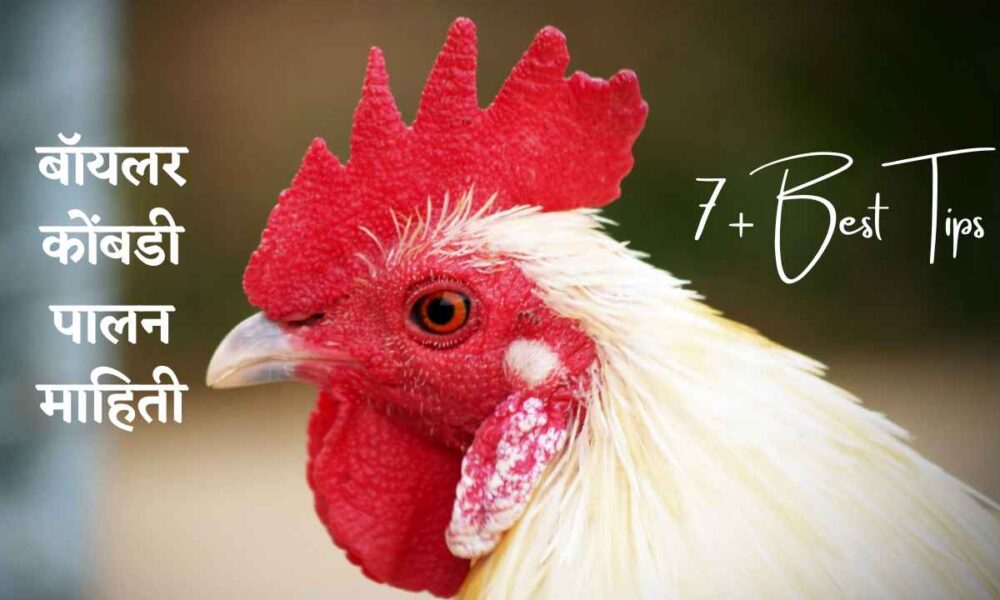 बॉयलर कोंबडी पालन माहिती, ब्रॉयलर कोंबडीपालनाबाबत माहिती, Broiler Chicken Farming Information