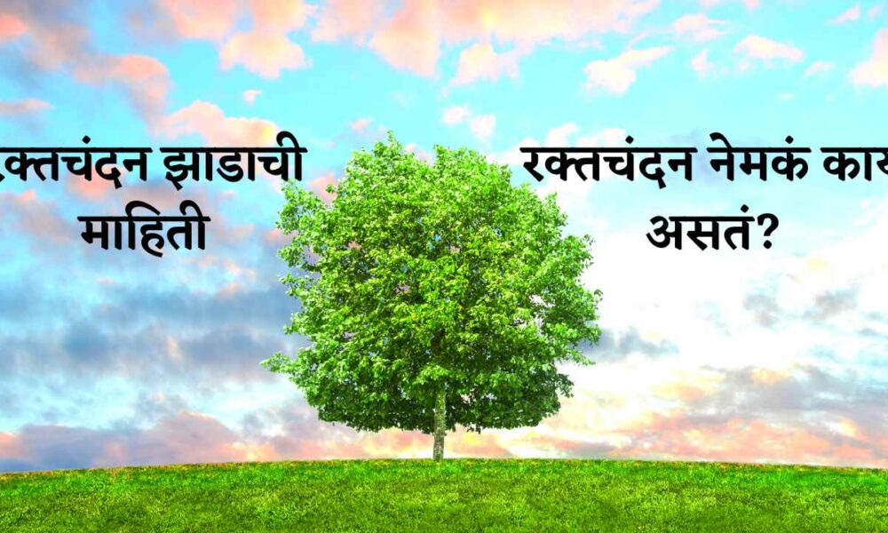 रक्तचंदन झाडाची माहिती मराठी Raktchandan tree information in Marathi,  “रक्त चंदन” म्हणजे नेमके काय ?