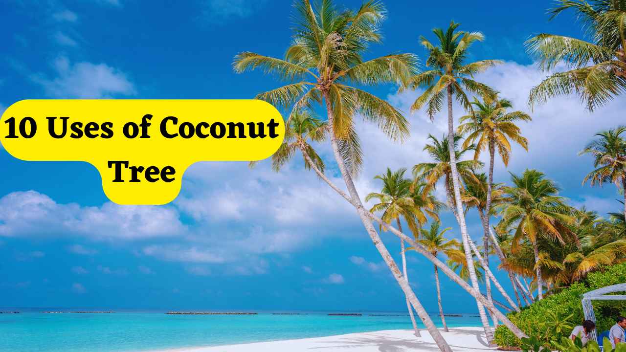 10 uses of coconut tree