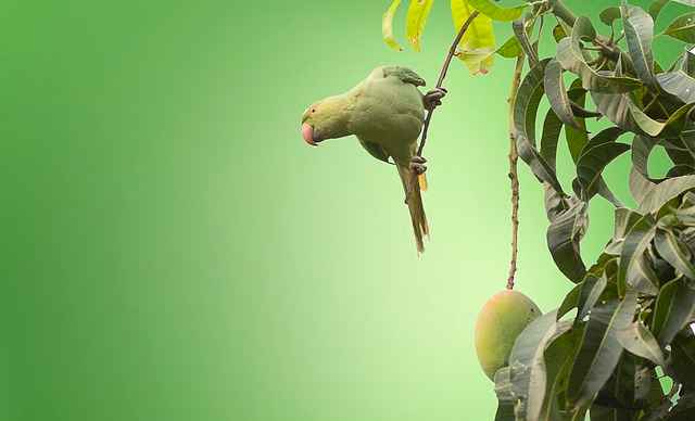 mango tree information in marathi