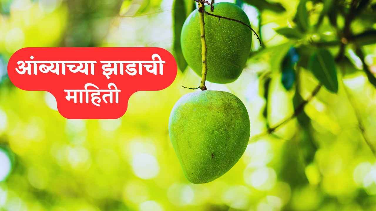 Mango Tree Information in Marathi | आंब्याच्या झाडाची माहिती मराठीमध्ये