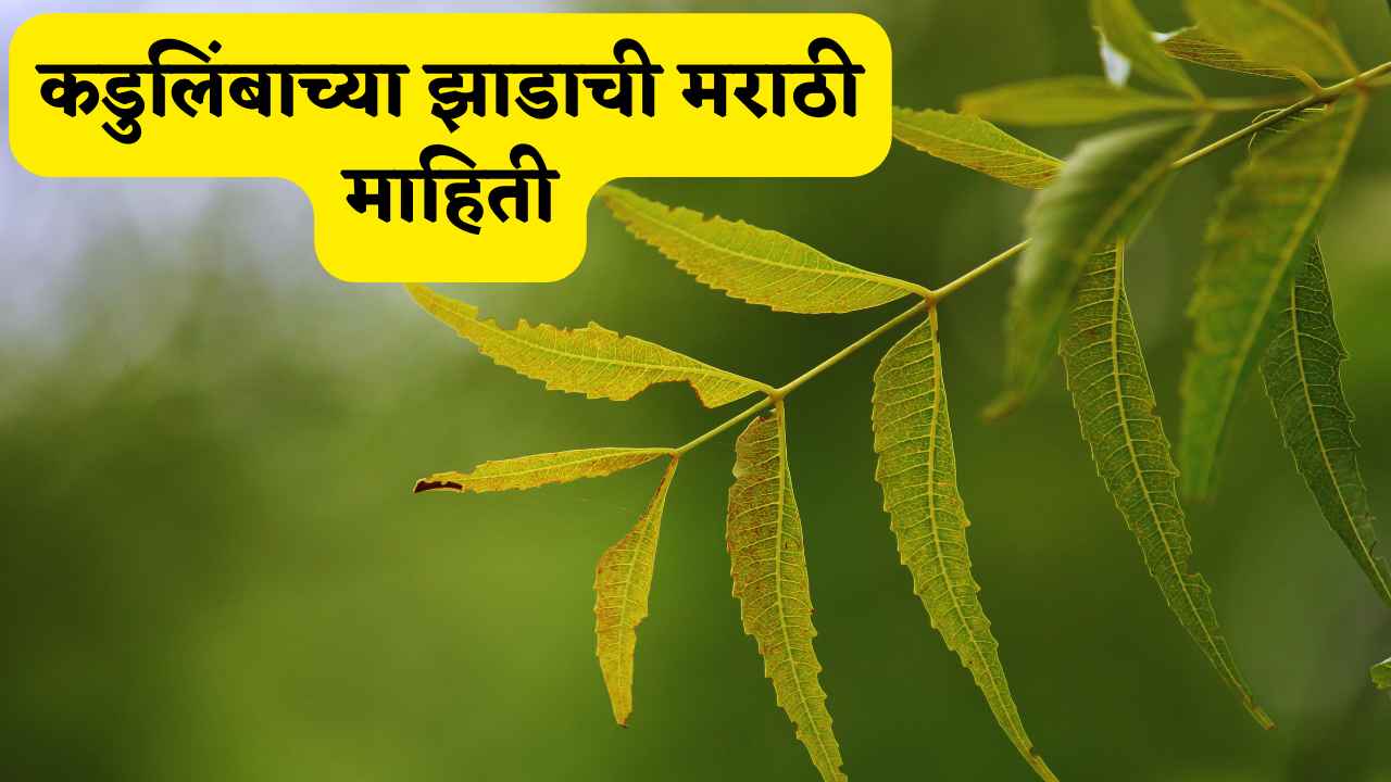 Neem tree information in Marathi । कडुलिंबाच्या झाडाची मराठी माहिती, कडुलिंबाचा इतिहास