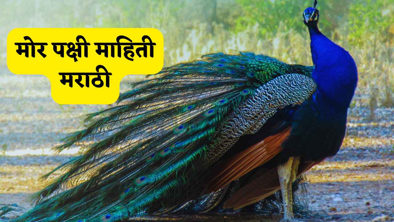 Peacock Information Marathi । मोर पक्षी माहिती मराठी